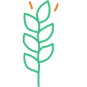 Millets
